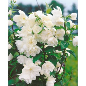 Detailaufnahme des blühenden Duftjasmin 'Little White Love' mit weißen Blüten und grünen Blättern.