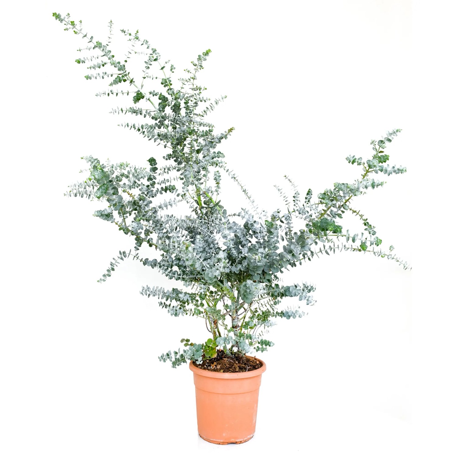 GROW by OBI Eukalyptus Pflanze Eucalyptus cinerea winterhart 25 cm 7 l kaufen bei OBI