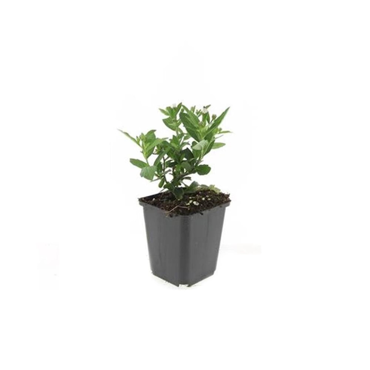 Exotenherz Zierstaude Wilde Aster Aster Ageratioides Stardust 9cm Topf Set günstig online kaufen