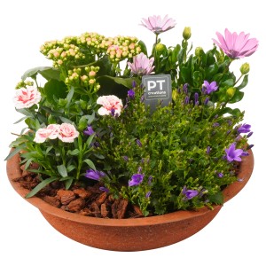 Sommerliches Pflanzenarrangement in Zinkschale, mit Kalanchoe, Kapkörbchen, Campanula und Bartnelke.