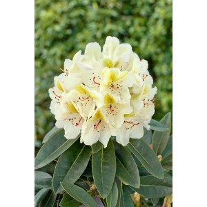 Gelb blühender Rhododendron INKARHO® als Dufthecke, ca. 40-50 cm hoch.