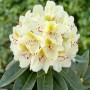 Gelb blühender Rhododendron INKARHO® als Dufthecke, ca. 40-50 cm hoch.