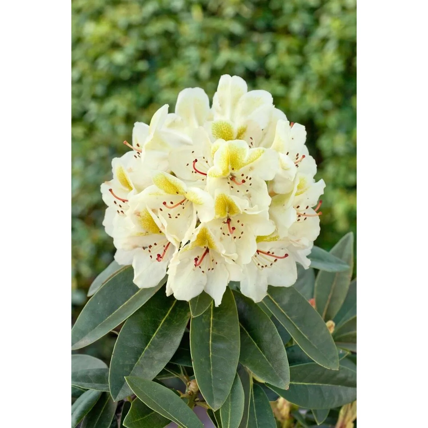 Gelb blühender Rhododendron INKARHO® als Dufthecke, ca. 40-50 cm hoch.