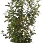 Heidelbeere Duke im 10 l Topf, ca. 80 cm hoch. Aromatische, frühe Sorte für Garten und Balkon.