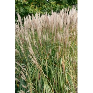 Chinaschilf 'Goldglanz', 120-140 cm hoch, mit goldgelben Blütenständen und grünen Halmen.