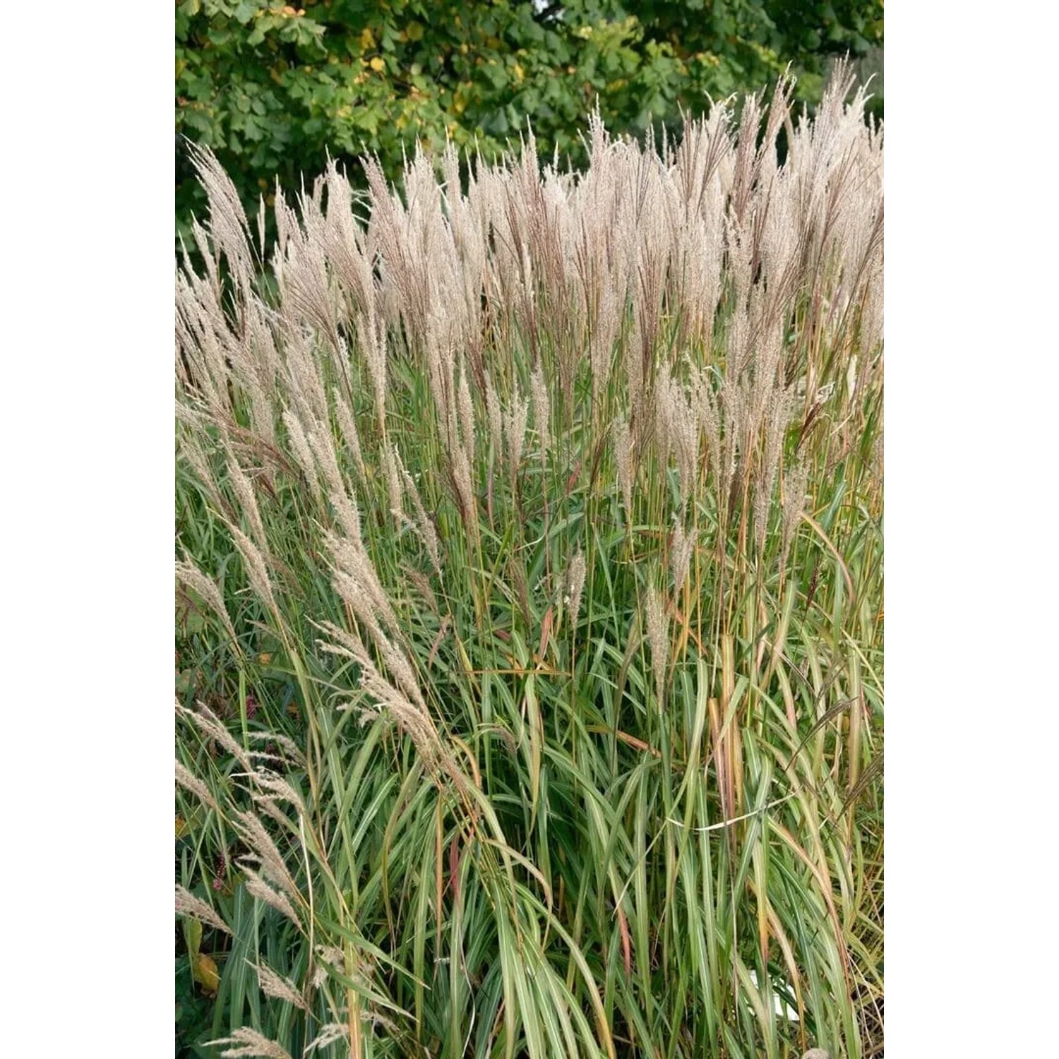 Chinaschilf 'Goldglanz', 120-140 cm hoch, mit goldgelben Blütenständen und grünen Halmen.