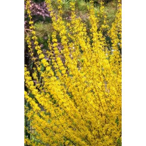 Leuchtend gelbe Forsythie Mindor® im blühenden Zustand, ein farbenfroher Strauch für den Garten.