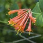 Nahaufnahme der scharlachroten Blüten des Geißblatts Lonicera Brownii 'Dropmore Scarlet'.