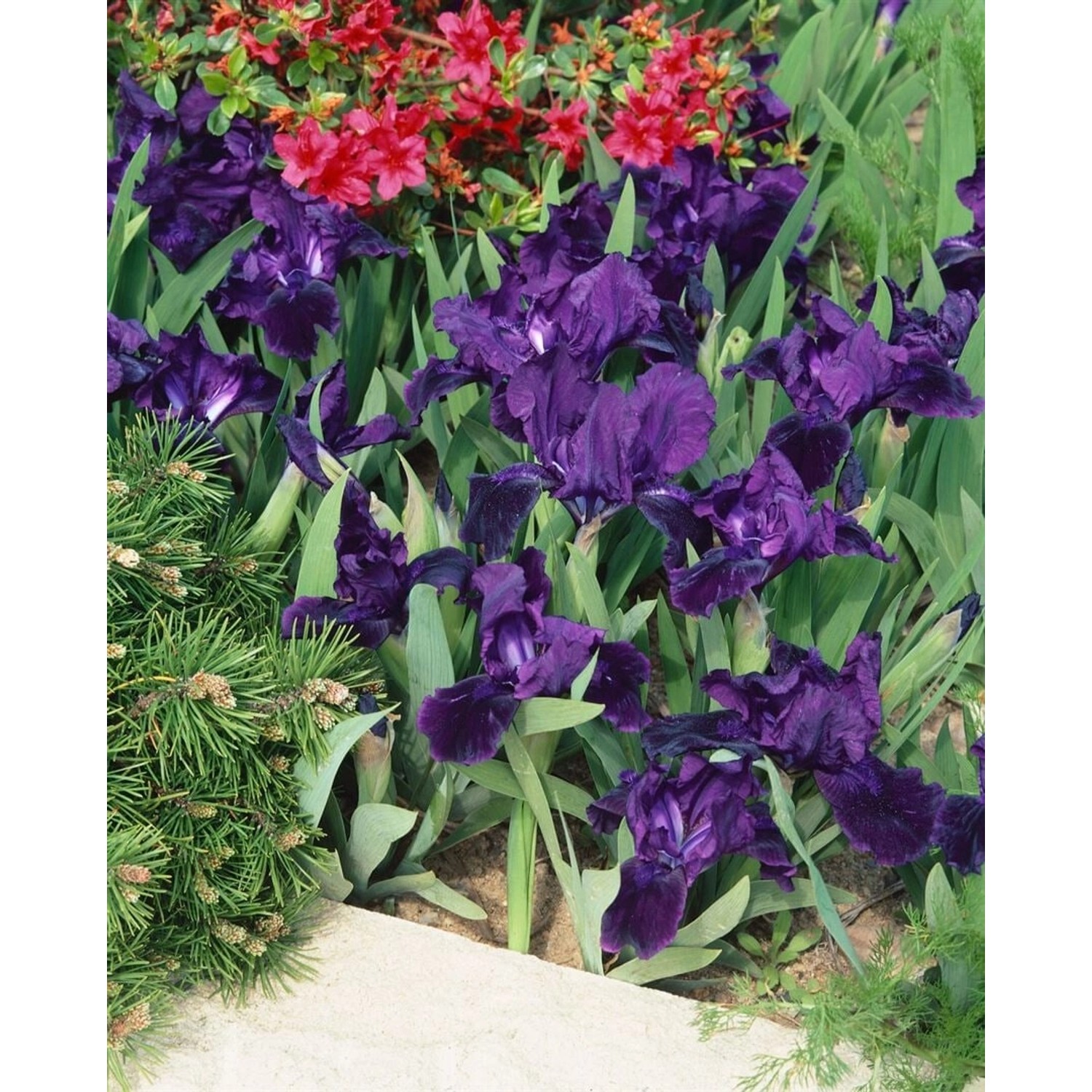 Iris X Barb.-nana Truly Ca. 11x11 cm Topf günstig online kaufen