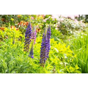 Blühende GROW by OBI Lupine in Rot/Rosa im Garten, Topf-Ø ca. 19 cm.