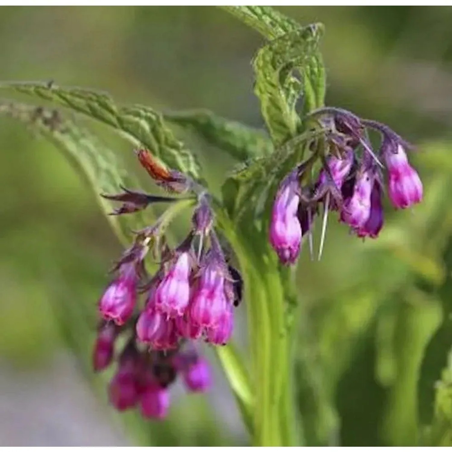 Echter Beinwell Rosa Staude: Nahaufnahme von pink-violetten, glockenförmigen Blüten und grünen Blättern.