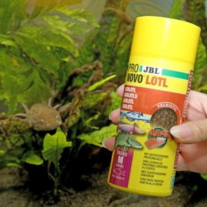 JBL Pronovo Lotl Grano M Axolotl Futter, 250ml Dose im Aquarium mit Axolotl.