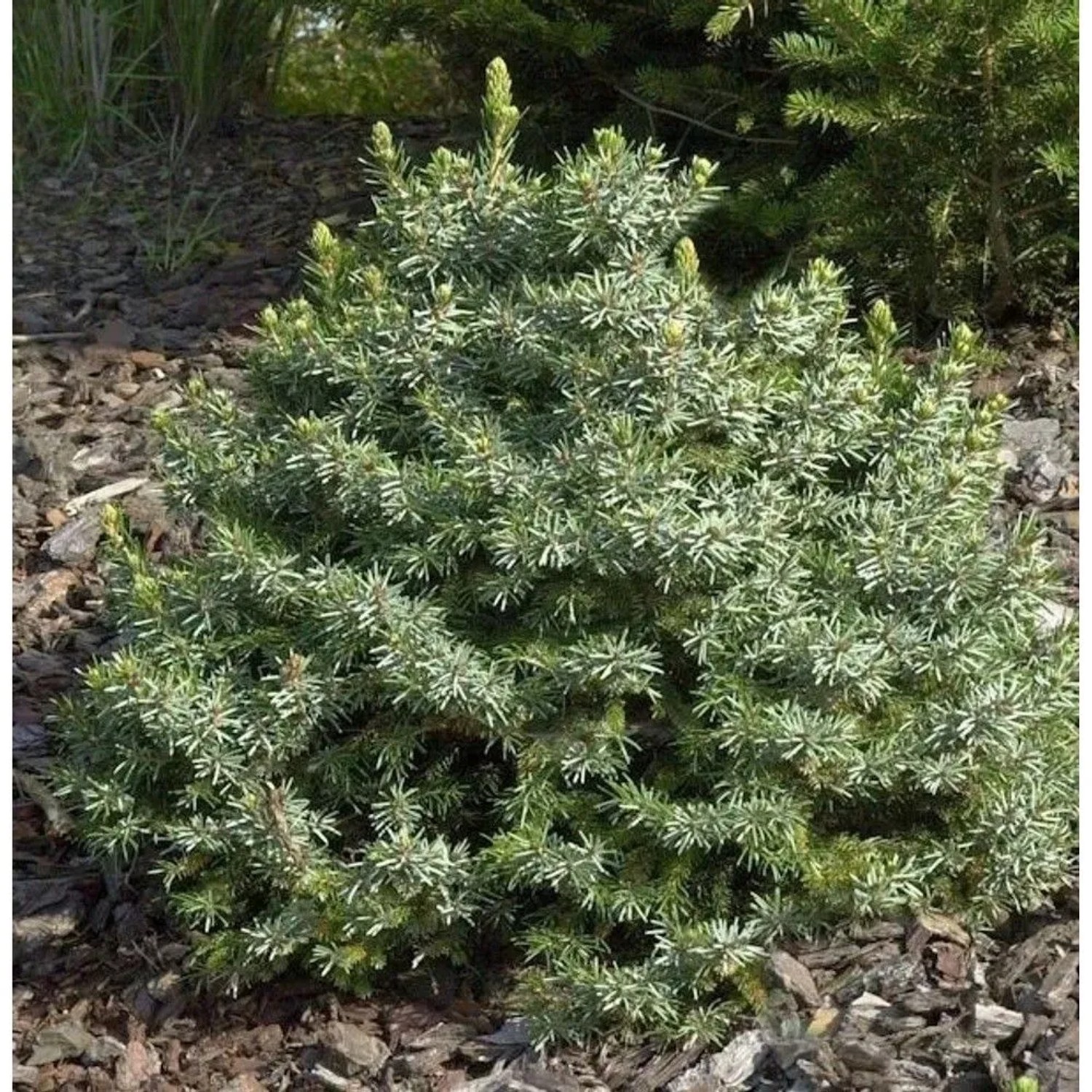 Zwergfichte 20-25cm - Picea omorika Nana