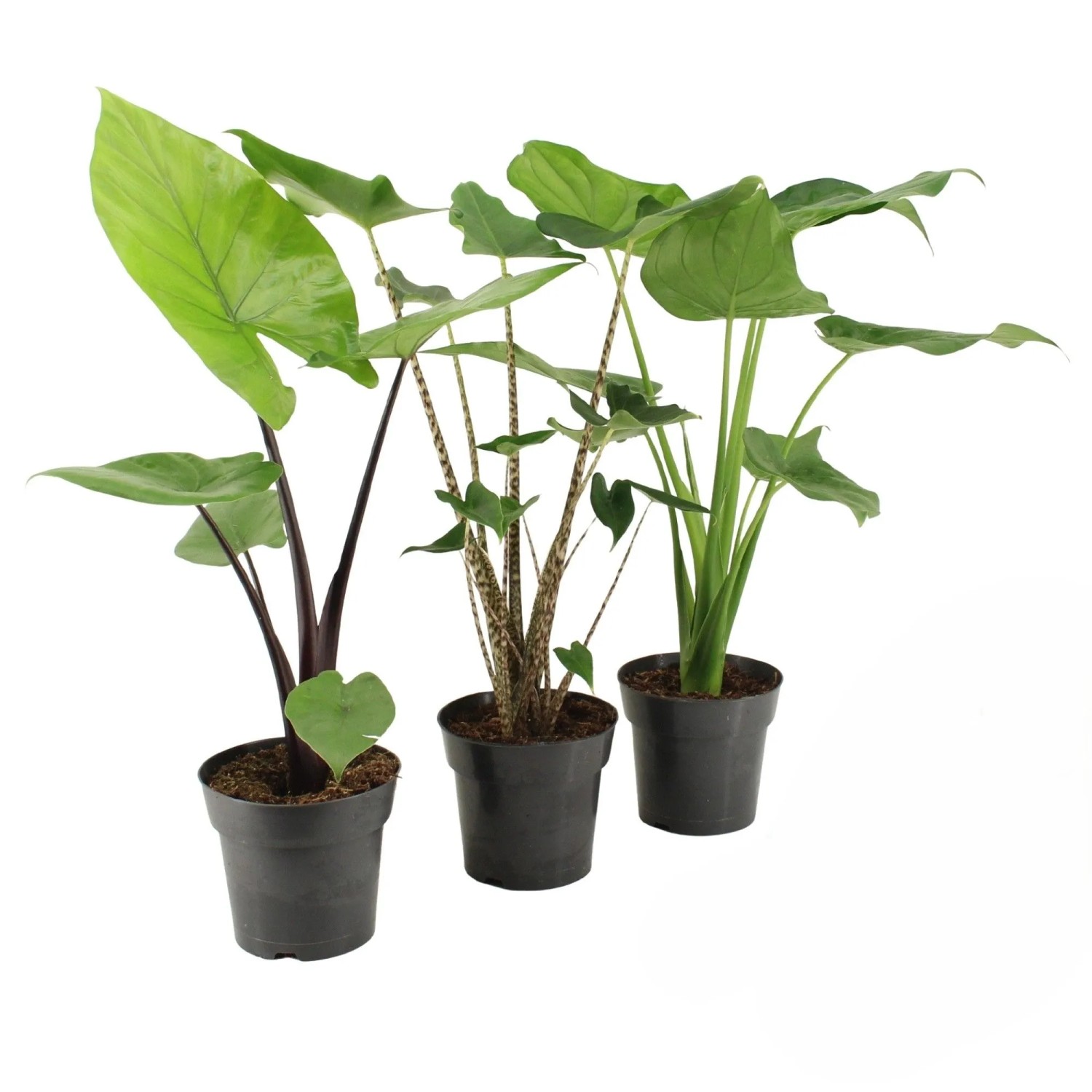 Alocasia kaufen bei OBI
