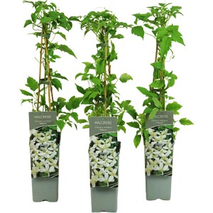 Drei Berg-Waldreben Wilsonii im Topf, ca. 40-60 cm hoch, mit weißen Blüten.