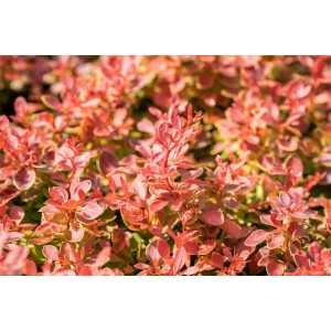 Berberitze 'Coral': Heckenpflanze mit korallenroten Blättern, ca. 25-30 cm hoch.