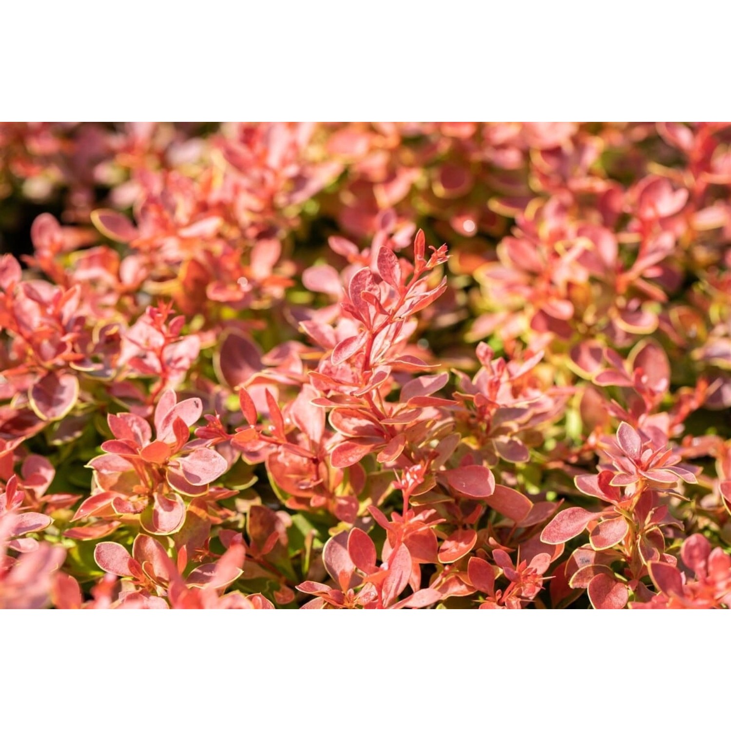 Berberis thunbergii 'Coral' 25-30 cm günstig online kaufen