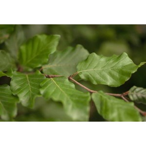 Nahaufnahme der grünen Blätter einer Fagus sylvatica (Rotbuche) Heckenpflanze.