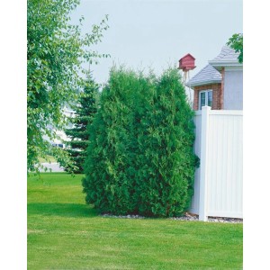 Grüne Thuja 'Fastigiata' Heckenpflanze, 125-150 cm hoch, im Garten.