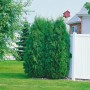 Grüne Thuja 'Fastigiata' Heckenpflanze, 125-150 cm hoch, im Garten.