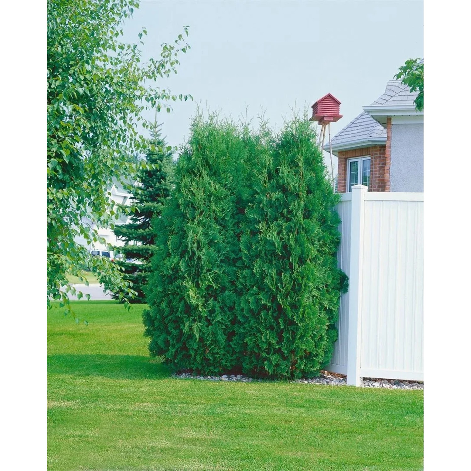 Grüne Thuja 'Fastigiata' Heckenpflanze, 125-150 cm hoch, im Garten.