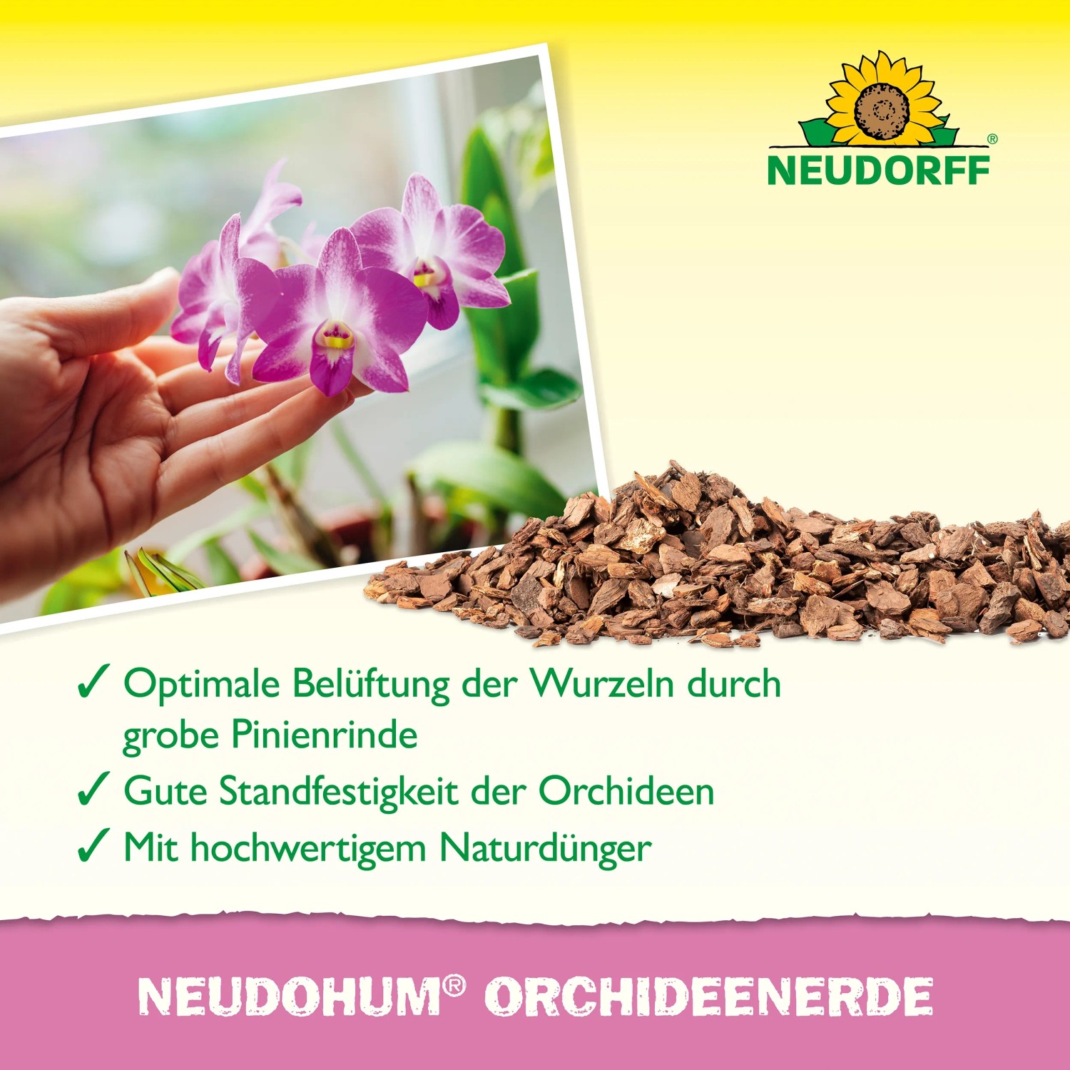 Neudorff NeudoHum Orchideenerde: Orchidee mit Erde und Pinienrinde für gute Belüftung.