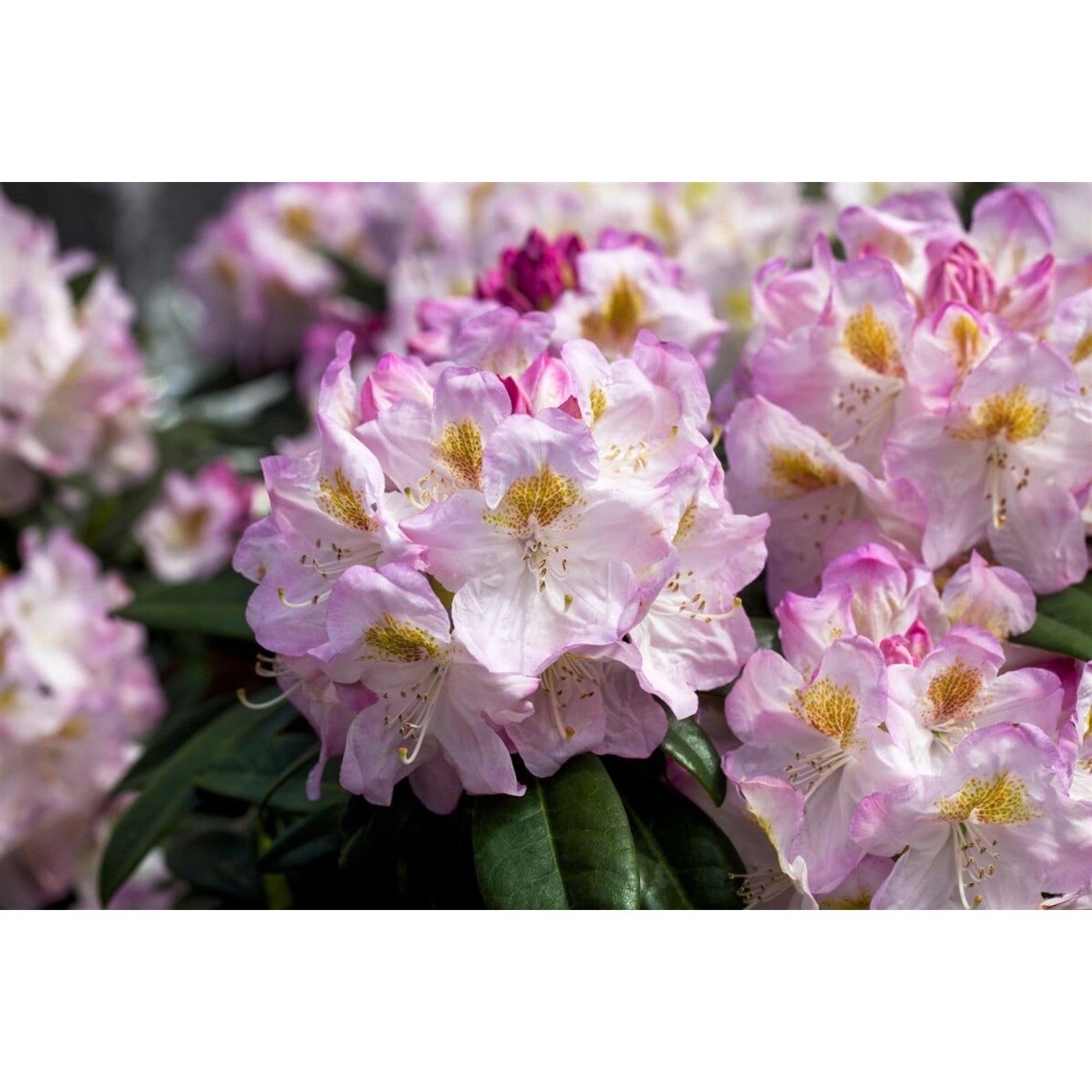 Rhododendron Hybr. Brigitte Inkarho Rosa Blüten 40–50 cm günstig online kaufen