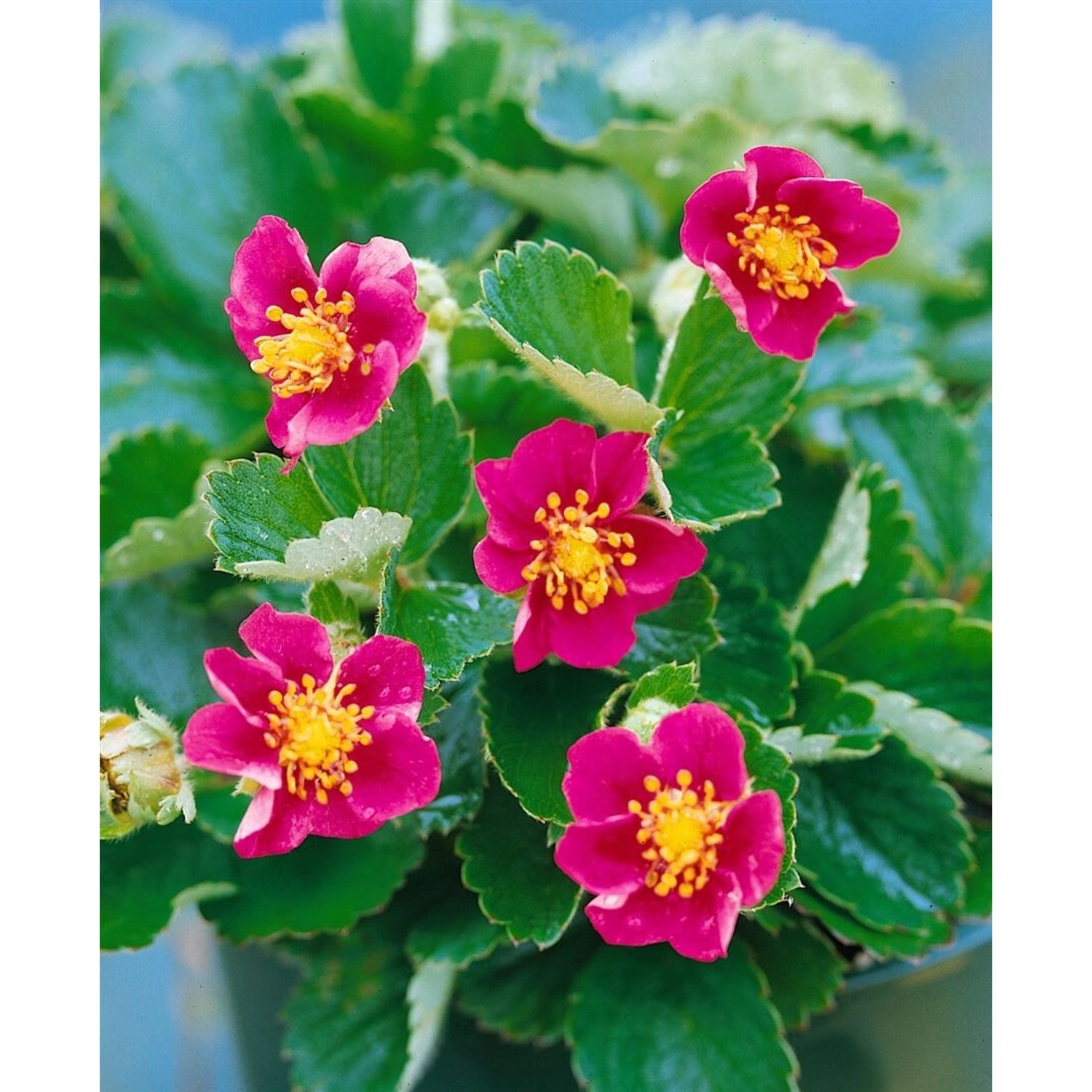 Fragaria Vesca Var.semperfl.rosea Ca. 9x9 cm Topf günstig online kaufen