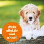 Goldener Hund mit Schaum im Fell, gebadet mit Ardap Anti-Zecken-Shampoo.