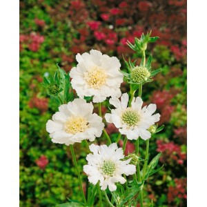 Kaukasische Skabiose 'Perfecta Alba' mit weißen Blüten im 9x9 cm Topf.