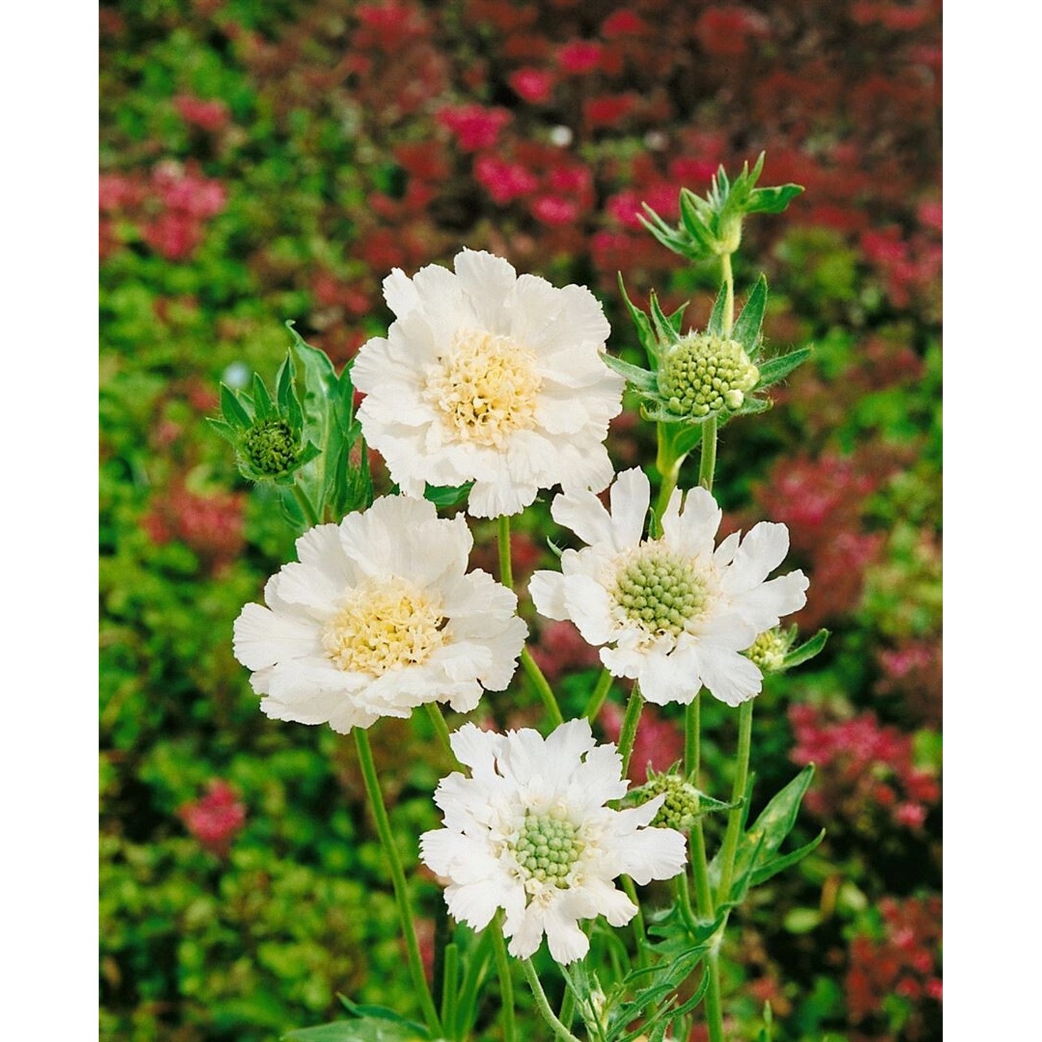 Scabiosa Caucasica Perfecta Alba Kaukasische Skabiose Ca. 9x9 cm Topf günstig online kaufen