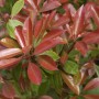 Glanzmispel Chico Hochstamm, Photinia fraseri mit roten und grünen Blättern.