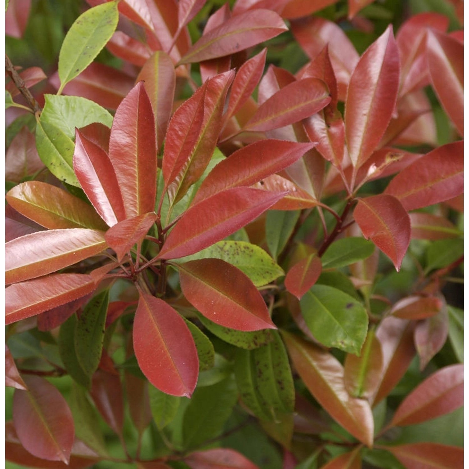 Hochstamm Glanzmispel Chico 30-40cm - Photinia fraseri günstig online kaufen