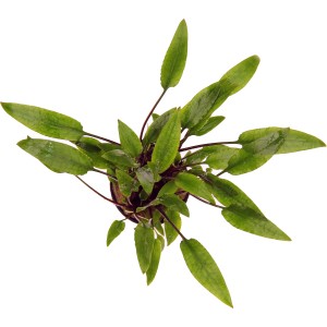 Dennerle Plants Cryptocoryne Lutea, Aquariumpflanze mit grünen Blättern.