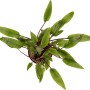Dennerle Plants Cryptocoryne Lutea, Aquariumpflanze mit grünen Blättern.