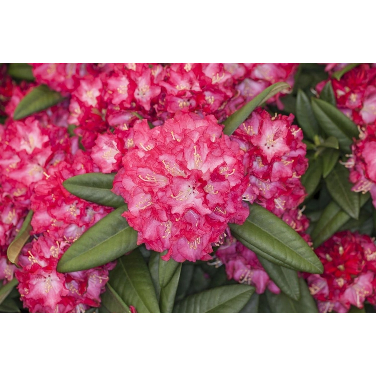 Rhododendron Hybr. Nofretete Rosa Blüten 40–50 cm günstig online kaufen