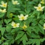 Leipziger Buschwindröschen - Anemone lipsiensis