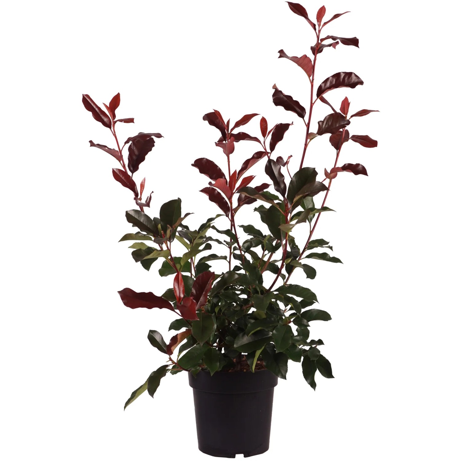 Glanzmispel "Camilvy" Höhe ca. 50 cm Topf ca. 6 l Photinia fraseri