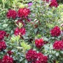 Rhododendron Hybr. Sammetglut mit leuchtend roten Blüten und grünen Blättern.