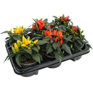 Zierpaprika 'Rot': Topfpflanzen mit roten, gelben und grünen Schoten auf einem schwarzen Tray.