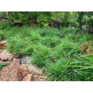 Wintergrünes Blaugras (Sesleria caerulea) im Gartenbeet. Ziergras mit blau-grünen Halmen.