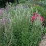 Blühende Agastache Rugosa Alabaster (Koreanische Minze) im Gartenbeet. Bienenfreundliche Staude mit weißen Blüten.