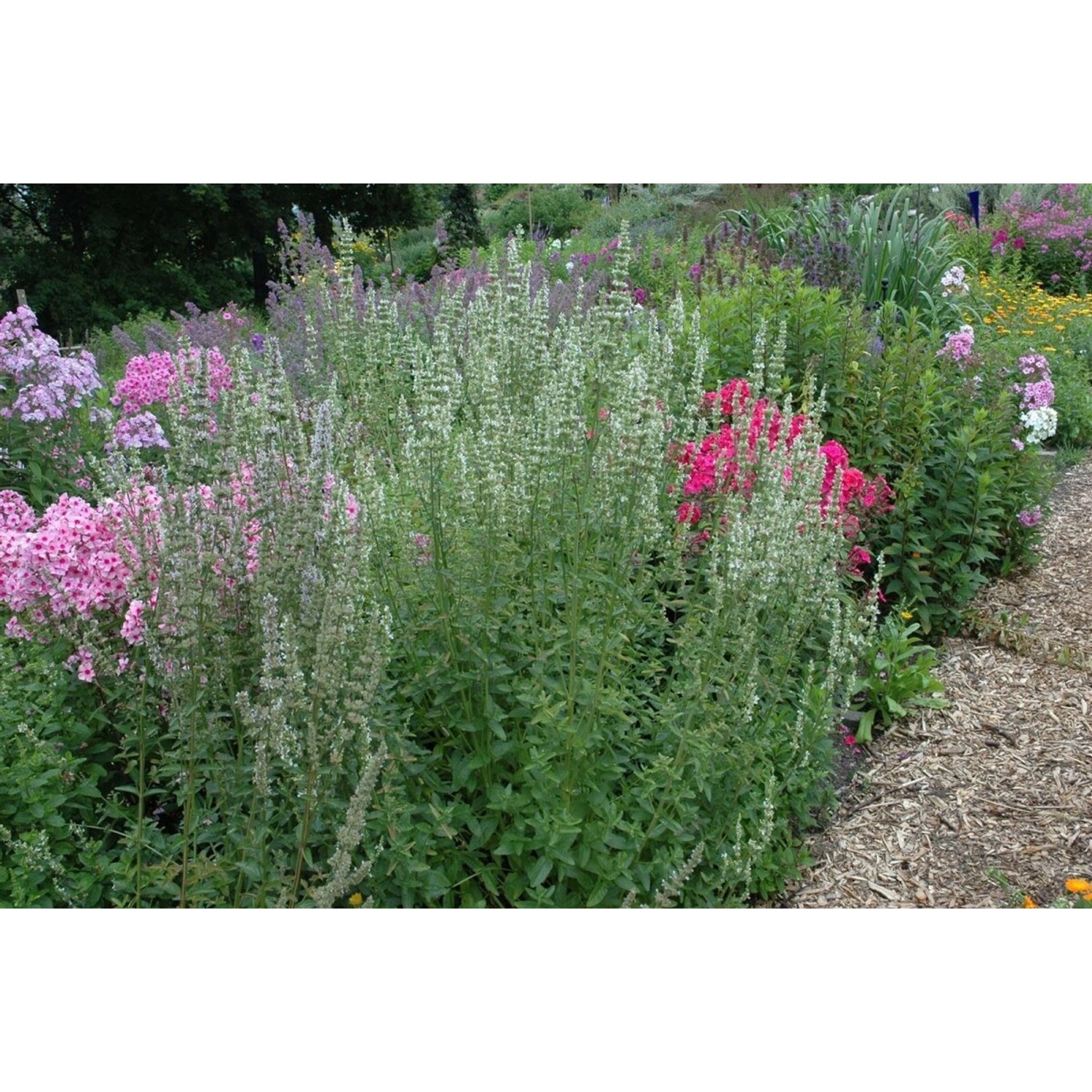 Agastache Rugosa Alabaster Koreanische Minze Ca. 11x11 cm Topf günstig online kaufen