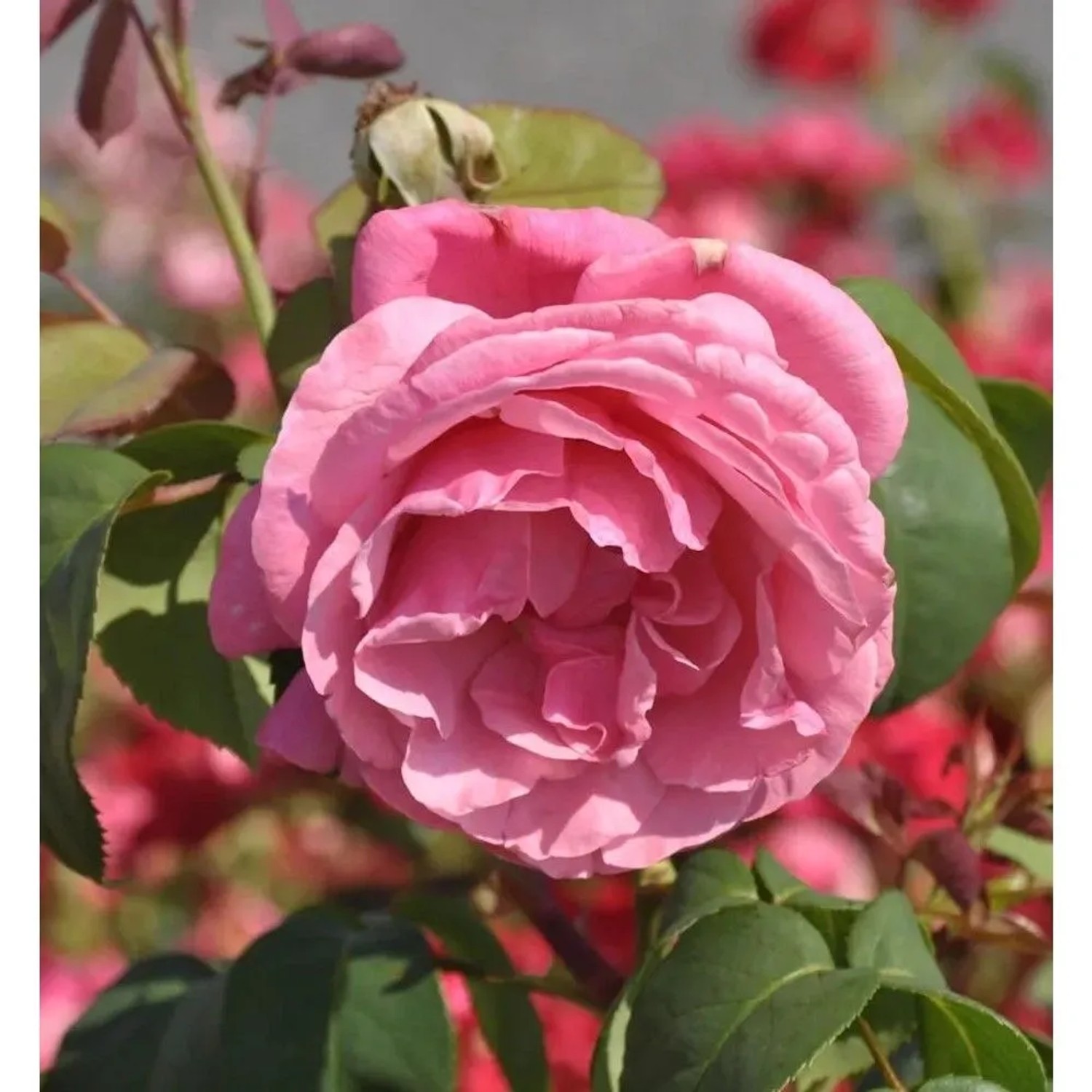 Duftrose Elbflorenz 30-60cm