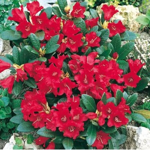 Blühender Zwerg-Rhododendron Baden Baden mit roten Blüten und grünen Blättern.
