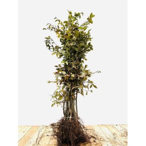 Hainbuche (Carpinus betulus), 100-125 cm, ideal als Heckenpflanze.