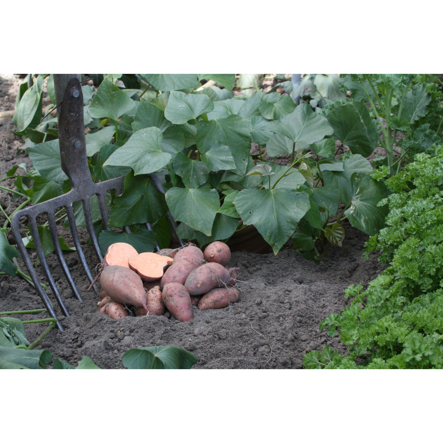 Blu Süßkartoffel TopfØ ca. 12 cm kaufen bei OBI