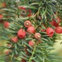 Heimische Eibe Gewöhnliche Eibe 125-150cm - Taxus baccata