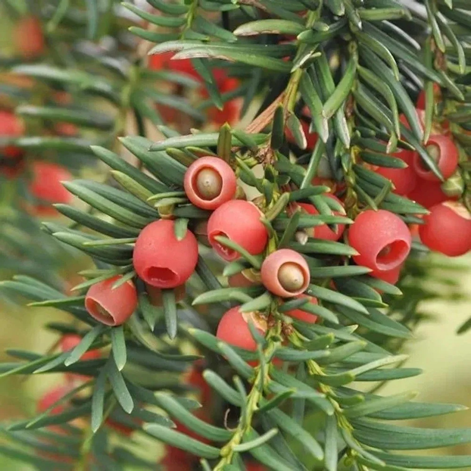 Heimische Eibe Gewöhnliche Eibe 125-150cm - Taxus baccata