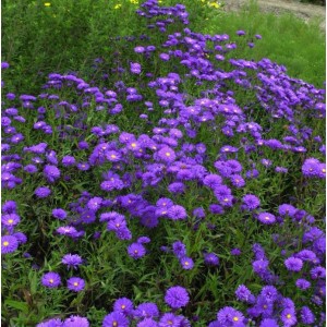 Rauhblattaster Blaukuppel - Aster novi belgii